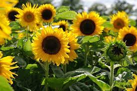 sunflowers